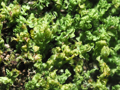 Mnium marginatum