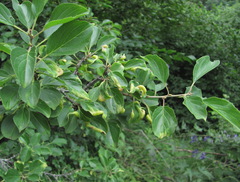 Trichochermes walkeri