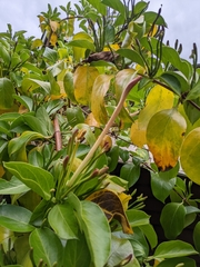 Lonicera hildebrandtiana