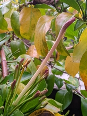 Lonicera hildebrandtiana