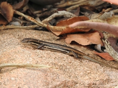 Trachylepis damarana