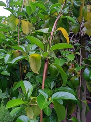 Lonicera hildebrandtiana