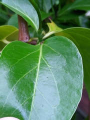 Lonicera hildebrandtiana