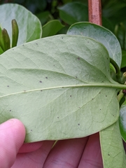 Lonicera hildebrandtiana