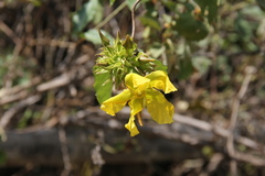 Prestonia mollis