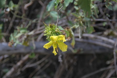 Prestonia mollis