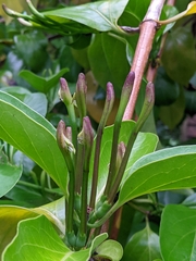 Lonicera hildebrandtiana