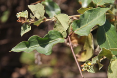 Prestonia mollis