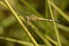 Diplacodes lefebvrii