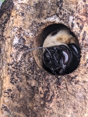 Xylocopa grisescens
