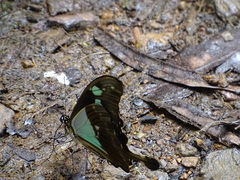 Papilio phorcas congoanus