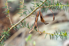 Acacia ulicifolia