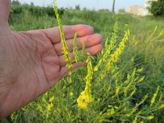 Melilotus suaveolens