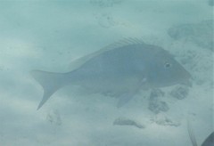 Lethrinidae