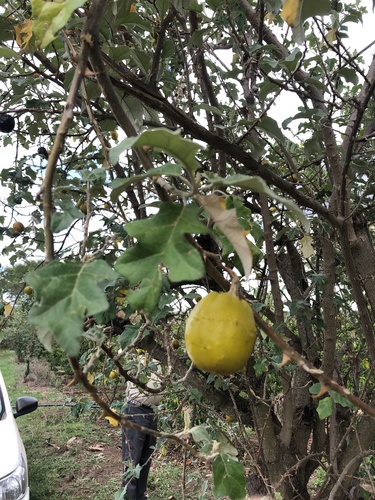 Solanum aculeastrum image