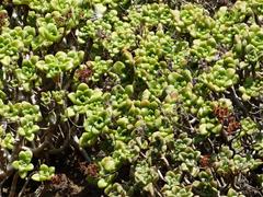 Aeonium lindleyi image