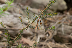 Acacia ulicifolia