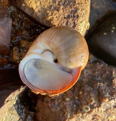 Cryptonatica janthostoma