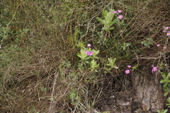 Senecio speciosissimus