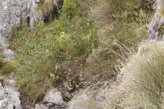 Senecio speciosissimus