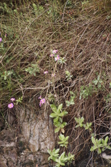 Senecio speciosissimus