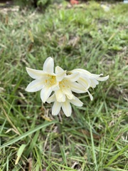 Cyrtanthus loddigesianus