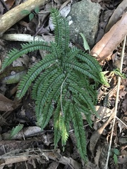 Adiantum pyramidale