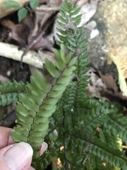 Adiantum pyramidale