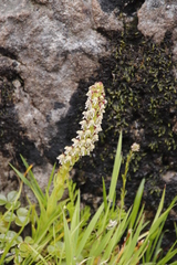 Disa obtusa