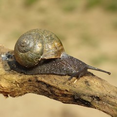 Helminthoglypta berryi