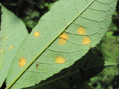 Polystigma fulvum