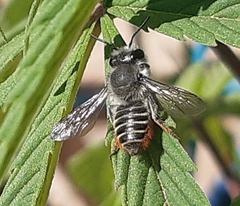 Megachile pollinosa
