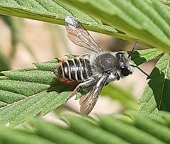 Megachile pollinosa