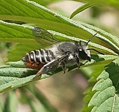 Megachile pollinosa
