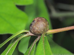 Dryocosmus quercuslaurifoliae