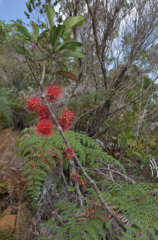 Geissois pruinosa