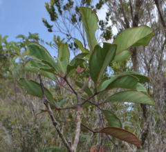 Geissois pruinosa