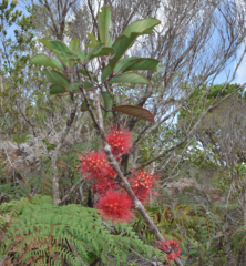Geissois pruinosa
