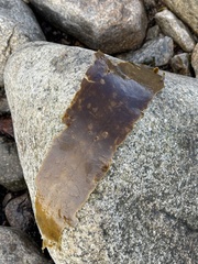 Laminaria digitata