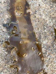Laminaria digitata