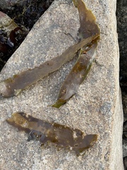 Laminaria digitata