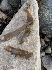 Laminaria digitata