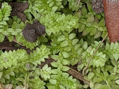 Selaginella apoda
