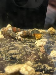 Tylomelania towutensis
