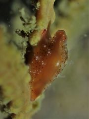 Crenavolva leopardus