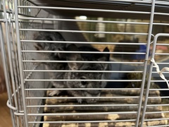 Chinchilla