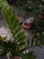Zamioculcas