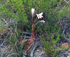 Tritonia flabellifolia
