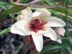 Tritonia flabellifolia