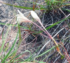 Tritonia flabellifolia